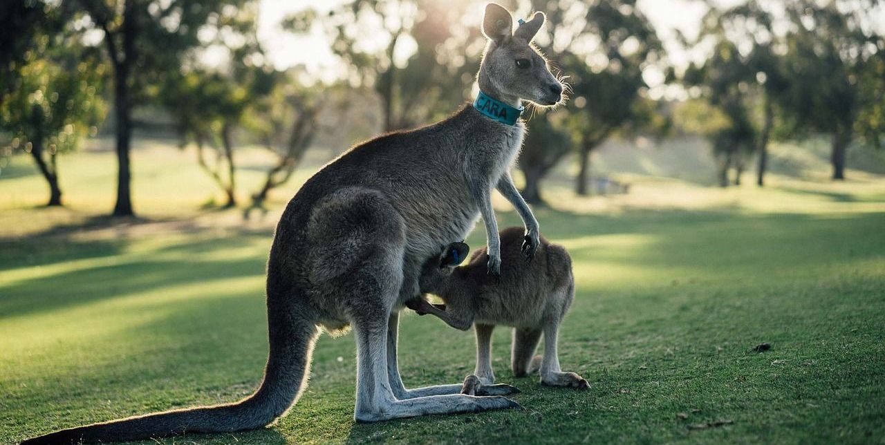 Australija i Okeanija