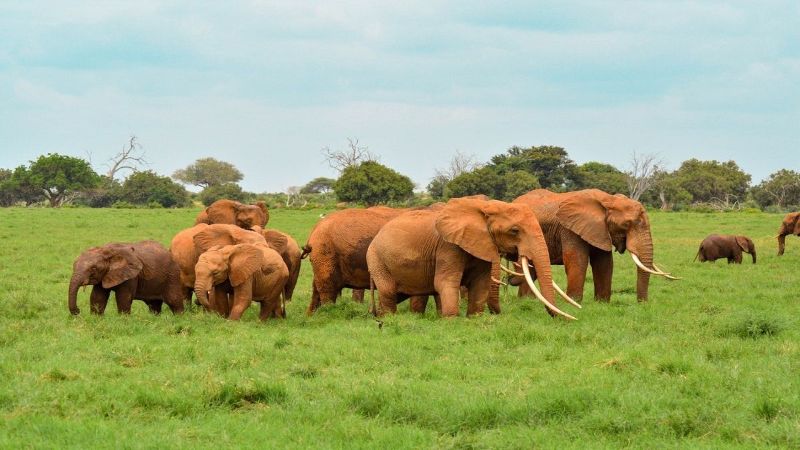 Dvodnevni Safari u Tsavo Nacionalnom parku