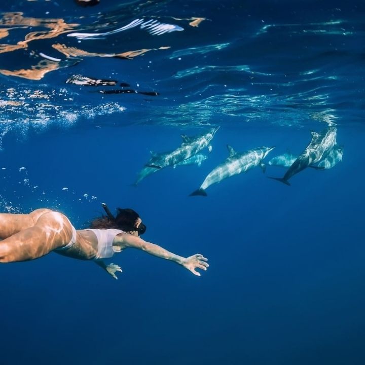 Plivanje sa ajkulama i ražama i posmatranje delfina