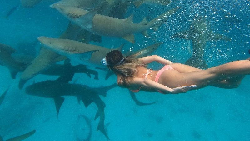 Ronjenje sa ajkulama i posmatranje delfina